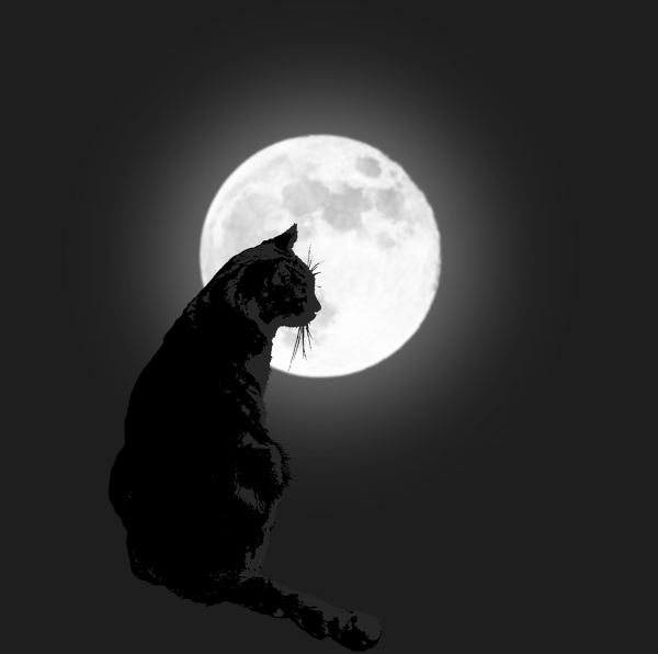 Kater vor Vollmond